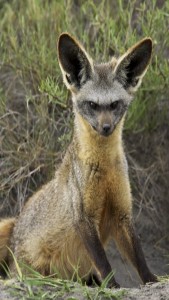 Otocyon