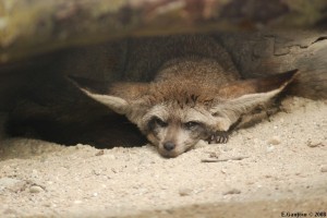 Otocyon