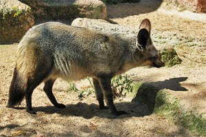 Otocyon