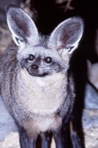Otocyon