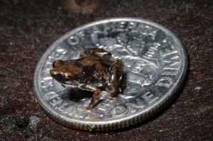 Paedophryne amauensis