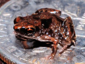 Paedophryne amauensis