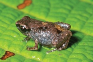 Paedophryne amauensis