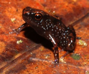 Paedophryne amauensis