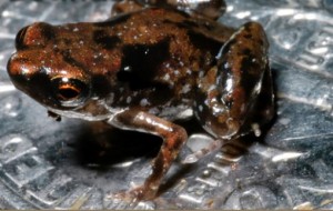 Paedophryne amauensis