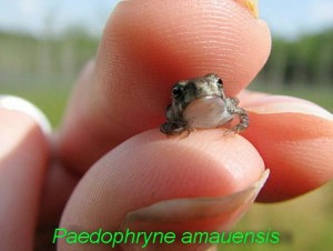 Paedophryne amauensis