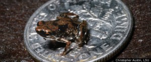 Paedophryne amauensis