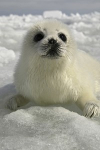 Phoque du Groenland