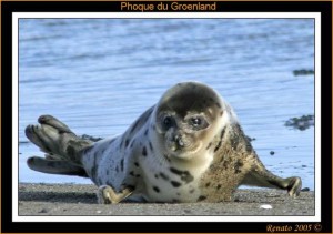 Phoque du Groenland