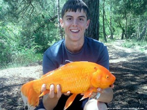 Poisson rouge
