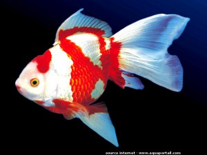 Poisson rouge