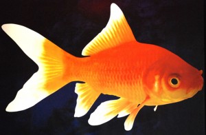 Poisson rouge