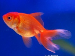 Poisson rouge