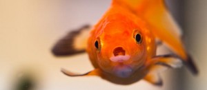 Poisson rouge