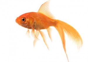 Poisson rouge