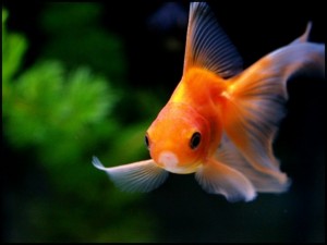 Poisson rouge
