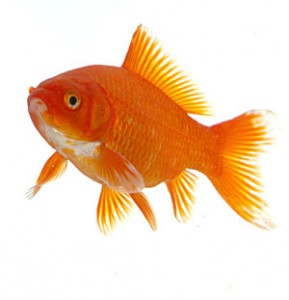 Poisson rouge