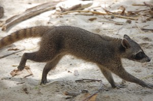 Raton crabier