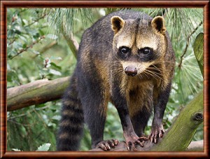 Raton crabier