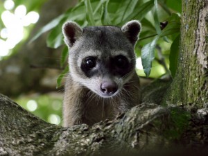 Raton crabier