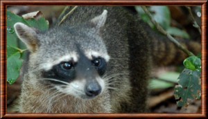 Raton crabier
