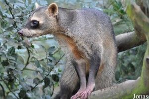 Raton crabier