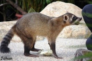 Raton crabier