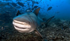 Requin-bouledogue