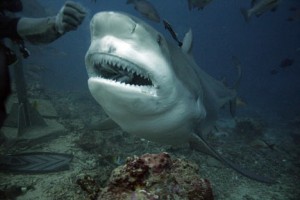 Requin-bouledogue