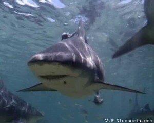 Requin-bouledogue
