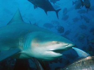 Requin-bouledogue