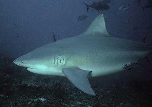 Requin-bouledogue