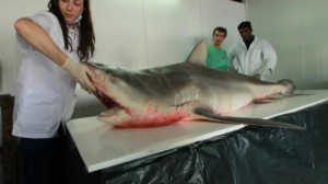 Requin-bouledogue