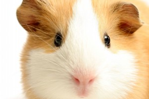 Cochon d'Inde