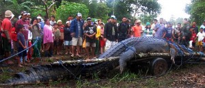 Crocodile marin