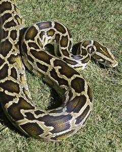Python molure