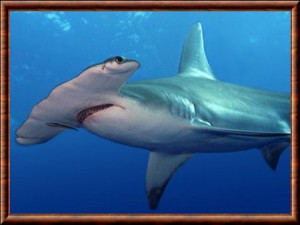 Requin-marteau