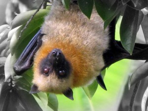 Roussette de Madagascar