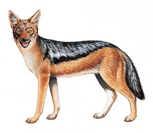 Chacal