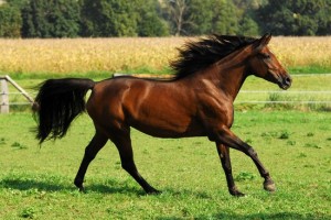Cheval