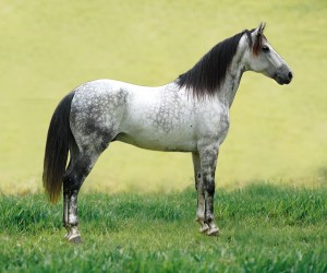 Cheval