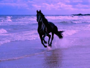 Cheval
