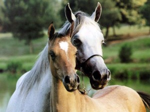 Cheval