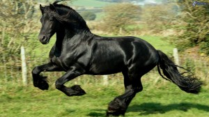 Cheval