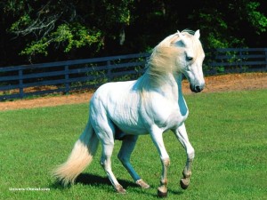 Cheval