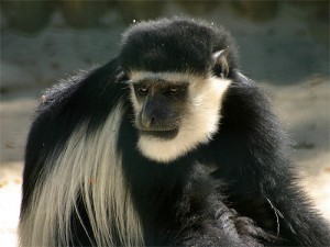 Colobe
