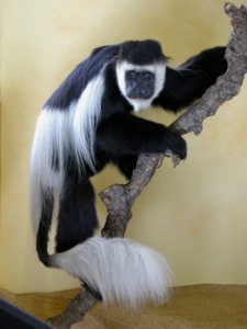 Colobe