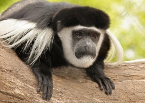 Colobe
