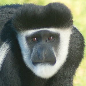 Colobe