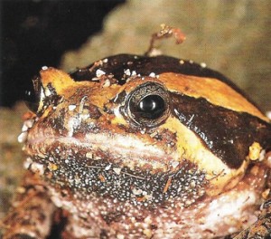Grenouille peinte de Malaisie